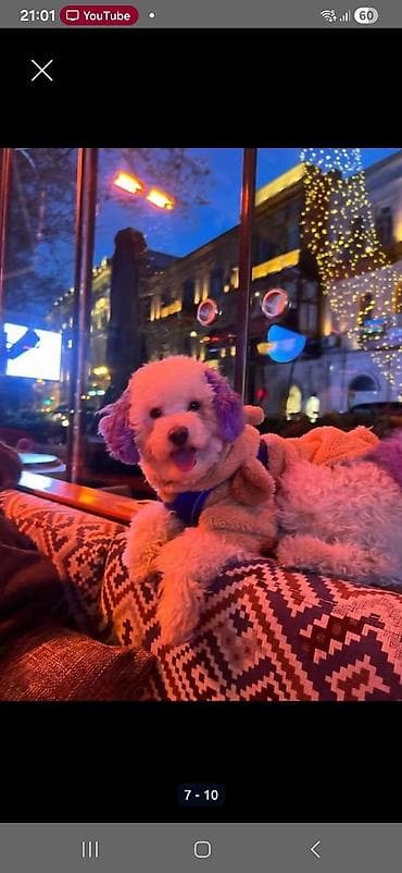 Пудель, 2 года, Самка