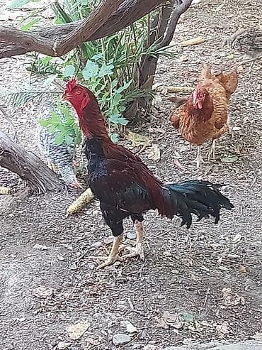 toyuğ cücə: Heyratı, qartal, ları xoruz. Xarkov cinsi toyuqlar. heyratı toyuqlar — 1