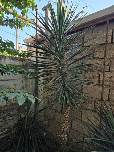 sərv ağacı: Yucca ağacı sərt, tünd yaşıl yarpaqları ilə tanınır və quraq iqlimə — 1