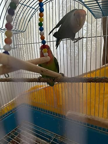 pulcuqlu heyvanlar hansılardır: Sevimli cütlüklər üçün nimçili “lovebird” (agapornis) tutuquşuları və — 1