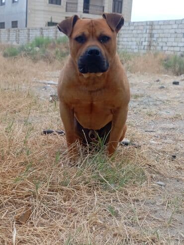 Akvariumlar: 3 il, Erkek, Peyvəndli — 1