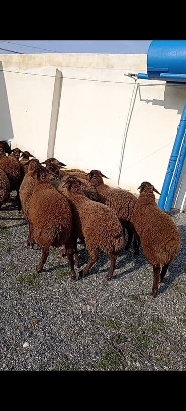 qoyunlar: Dişi, Qala, il: 1, 50 kq, Damazlıq, Ünvandan götürmə — 1