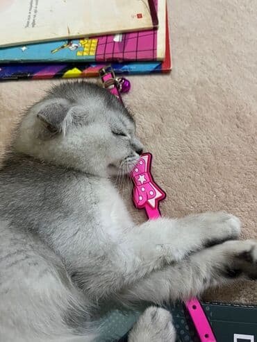 шотландский вислоухий котенок купить: Шотладская вислоухая — 2