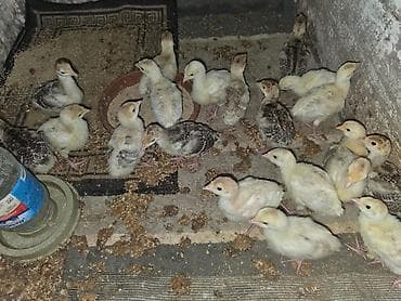 Hinduşka balaları və damazlıqvə ətlik 6-8kilo ət veren hinduşkalar — 2