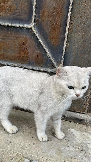 scottish fold satilir: Qızıl şinşilla, Yaxşı əllərə — 4