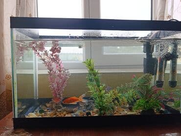 akvarium filterleri: Təcili satılır köclə — 1