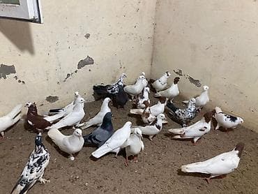 goyercin dami: Salam Aleykum bed rengi yoxdu super quslardi — 9