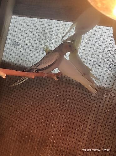 qartal quşu: 1 ay yarımlıq karella balaları,yemə düşsün satılacaq,15 günə yemə — 4