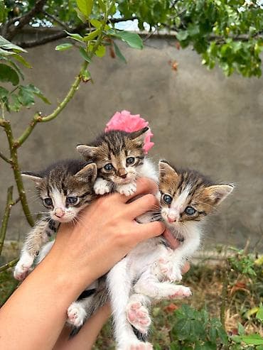 jenşen dermani: В добрые руки — 1