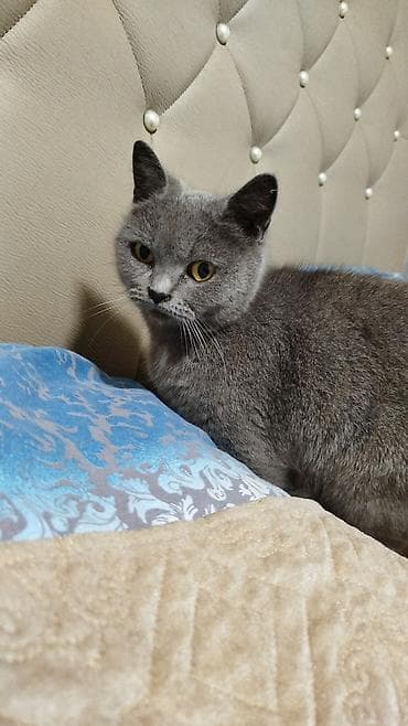 pisiyler: Britan — 1