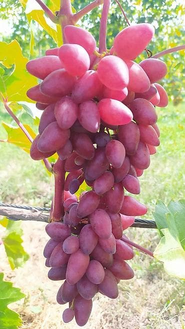 kala bitkisi: Üzüm tingləri satılır 070 2223552 zəng və vatsap. Tinglər dipçəkli və — 3