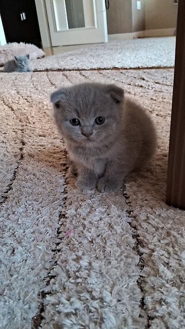 ev dizaynlari: Şotland — 10