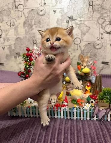 ağdaş yemi: Qızıl şinşilla — 3