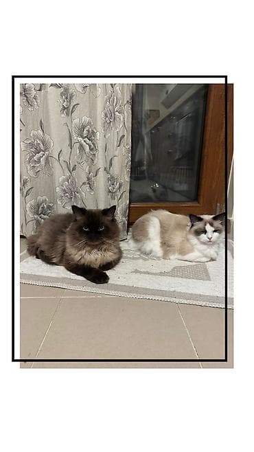 top az itler: Ragdoll cinsli balaca pişiklər - Cins: Ragdoll (sakit, mehriban və — 7