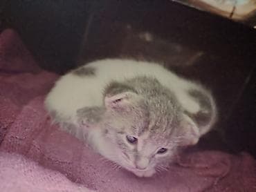 Erkək, Dişi, Yaxşı əllərə