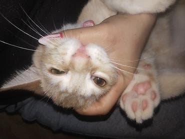 sahibləndirmə: Sahibləndirilir oynagan pişikdi qum terbiyesi var erkekdi evde icaze — 2