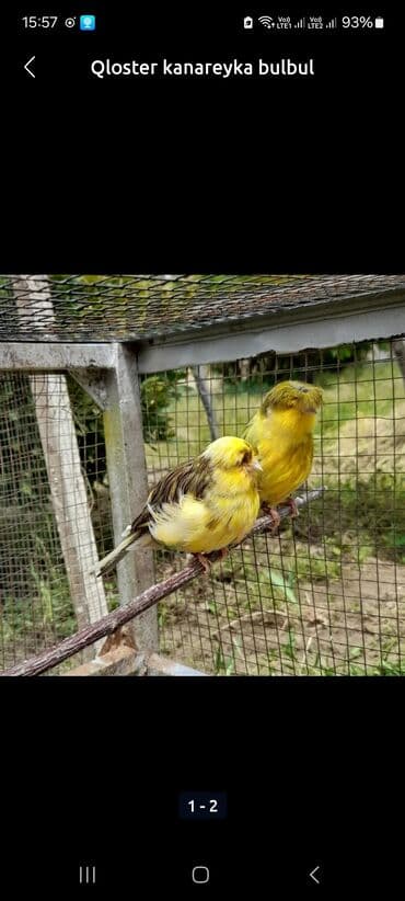 Məhsul: Qloster kanareyka (Gloster Canary) Təsvir: - Şəkillərdə