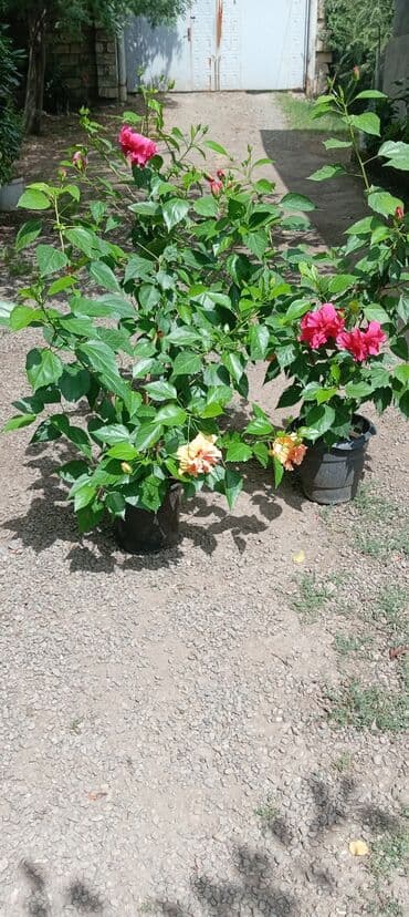 Çöl bitkiləri: Hibiskus bitkisi böyük, yaşıl yarpaqlara və parlaq, ekzotik çiçəklərə — 3