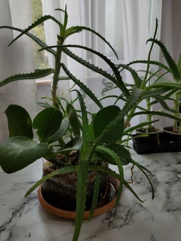 Aloe vera bitkiləri müxtəlif ölçülərdə və formalarda mövcuddur. Bu