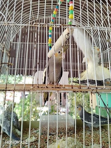 feniks quşu: Nimfalara (Cockatiel) aid quşlar - Növ: Nimfa (Cockatiel), daraqlı — 5