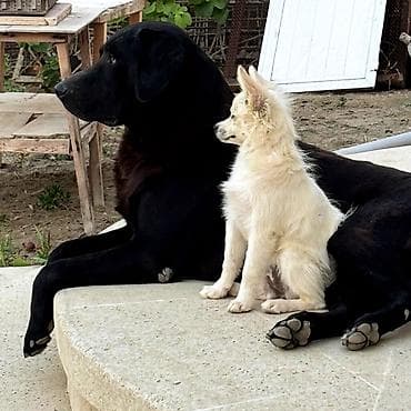 Şpitz, Erkek, Sənədli, Pulsuz çatdırılma