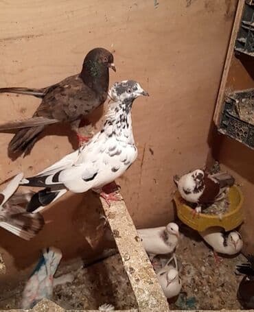 bülbül quşu: Bugunun sifdesidi mayadı qiymet sondu kohne cil pakisdanara oxşayır — 4