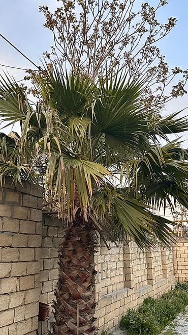 ştil satışı: Washingtonia robusta (Washington növü) Palma ağacı satılır,real — 3