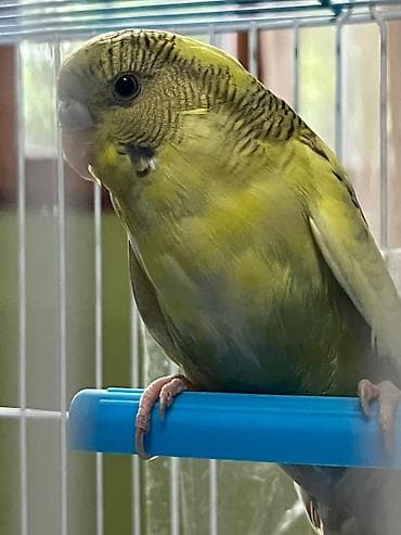 danisan papuqay: 🦜 Satılır – 5 Aylıq Dişi Papuqay 🦜 Sağlam, aktiv və öyrəşmiş dişi — 3