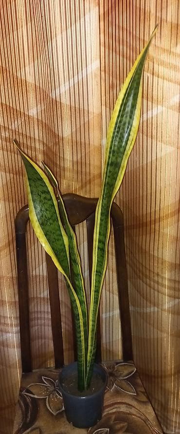 qirmizi kala gulu: Sansevieria trifasciata ‘Laurentii’ 75 - 90 см.(Qaynana dili) – — 3
