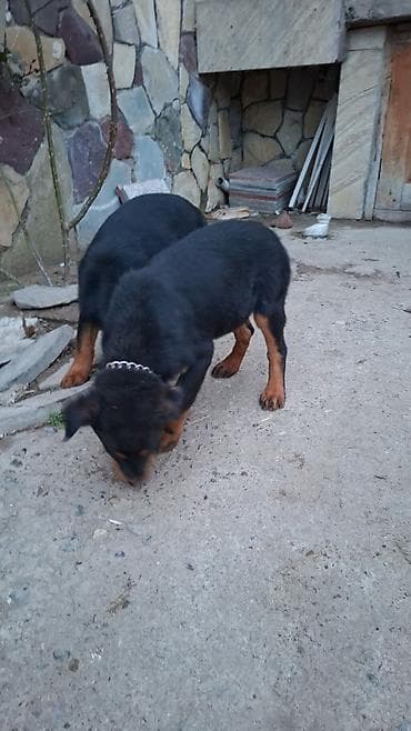 alman qurdu it: Rotveyler — 4