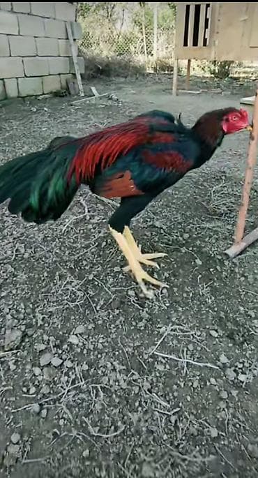 Salam əleykum Məhsul: Heyratı çalarlarında dekorativ xoruz isdeyen