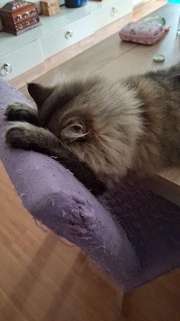 Собаки: Tüklü rengi kul rengi şotland sortu yaş yarım ev şəraitində boyun quma — 6