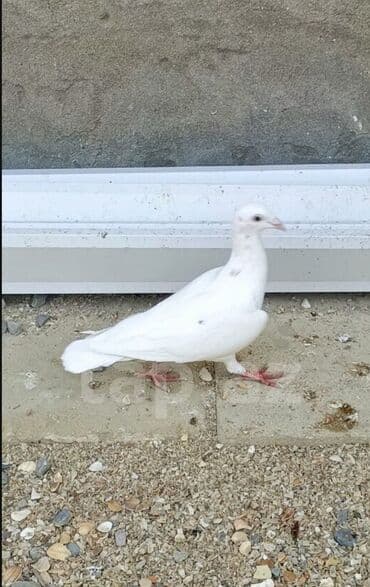 cütleşdirme: Ağ rəngli ev göyərçinləri - Rəng: tam ağ (bəzi quşlarda boyun — 2