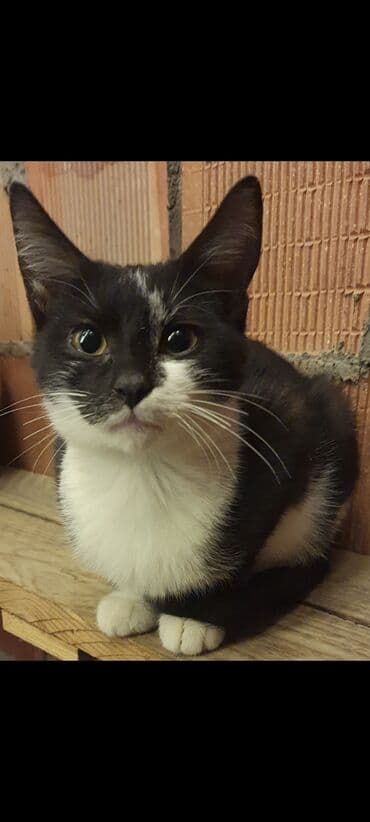 Dişi, Yaxşı əllərə, Ünvandan götürmə