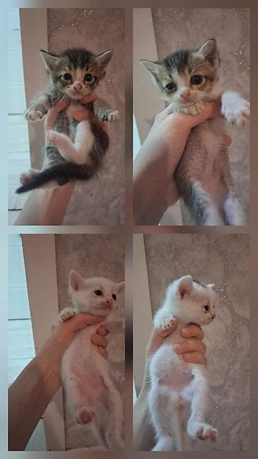 heyvanlar: Tabbi — 4