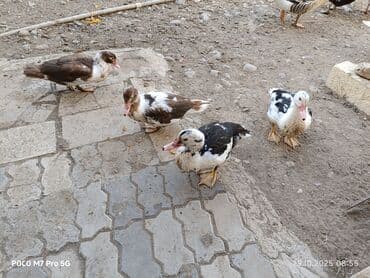 ördək balası və cücə: Salam Aleykum təmiz sort Lal ördekler satıram. ☝️ - Şəkillərdə 4 ədəd — 1