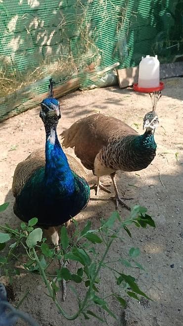 Tovus cütlüyü (erkək və dişi) - Növ: Hind tovusu (Pavo cristatus) -