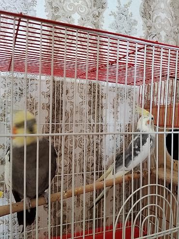 babil quşu: Saglam Cut Karella.1 Defe bala veribler kletkasiz satilir.Qiymet — 3