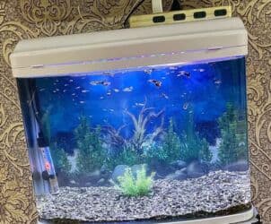 Gəmiricilər: Akvarium ideal vəziyyətdə — 3