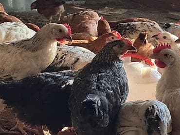 berde mal bazari 2020: ŞƏKİ DAXİLİNDƏ çatdırılma mümkündür Yetişmiş heyvanlardır. Çəkisi — 3