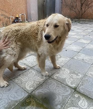 golden it qiymeti: Retriever, 2 il, Erkek, Peyvəndli, Pulsuz çatdırılma — 1