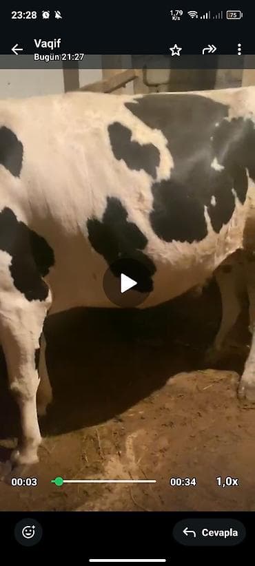 it satısı: Holşteyn növündə inək. 1 aya dogacaq bogazdı heyvan 2 ci qarına — 4