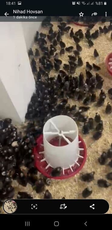 cucə və xoruz təmsil: Məhsul: Cücələr Temiz Qan Xarkov 200 den cox alana endirim olacaq — 1