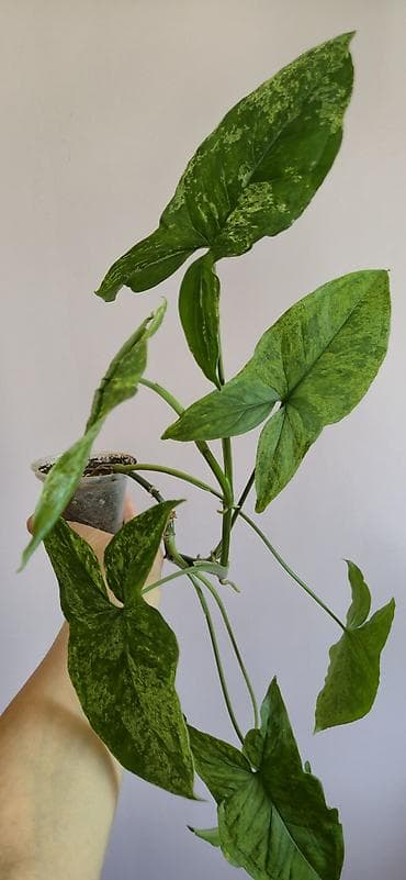Syngonium mottled. Tez böyüyen, rahat bitki