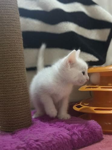 iran pisiyi: Britan, Erkək, Dişi — 2