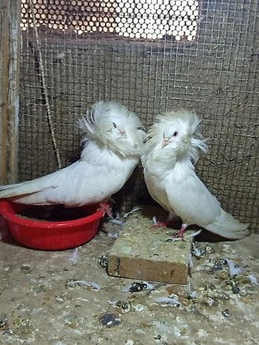 Птицы: Ağ rəngli bəzək göyərçin cütü – başı əhatə edən sıx lələk — 2