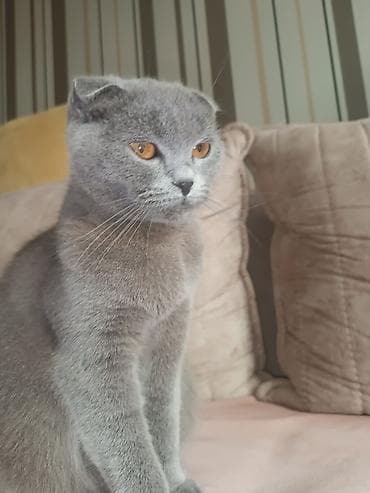 pişik qiymətləri: Şotland yastı qulaq, Dişi, Yaxşı əllərə, Ödənişli çatdırılma — 3