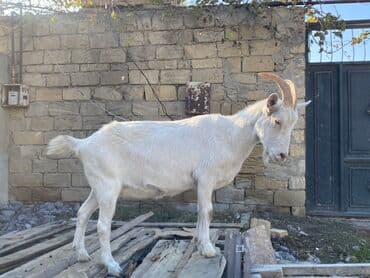 sanen keçi: Saanen keçisidi boğazdı, yaxşı süd verir 2 qarın doğub çox iri — 4