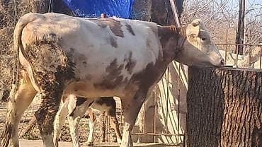 Mal-qara: Dişi, Simental, il: 3, 450 kq — 9