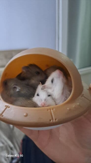 su donuzu: Oglanda var qizda 3azn - Növ: cırtdan (cüce) hamster - Rənglər: ağ — 1